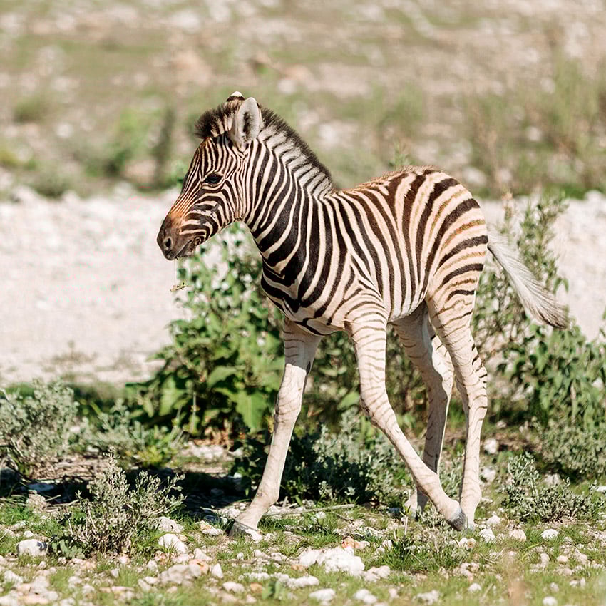 Poulain zébré, Etosha, Namibie